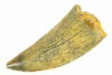 Serrated, Raptor Tooth - Real Dinosaur Tooth #294587-1